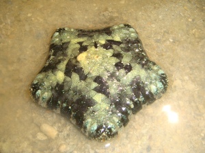 cushion sea star