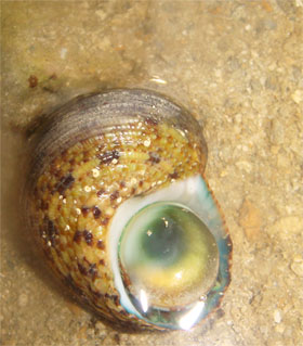 turban snail