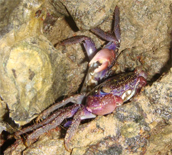 purple climber crab