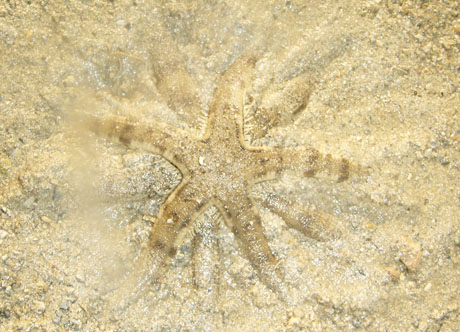 sea stars mating