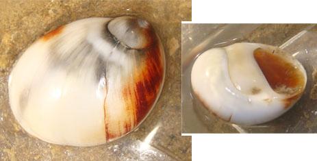 moon snail front & back